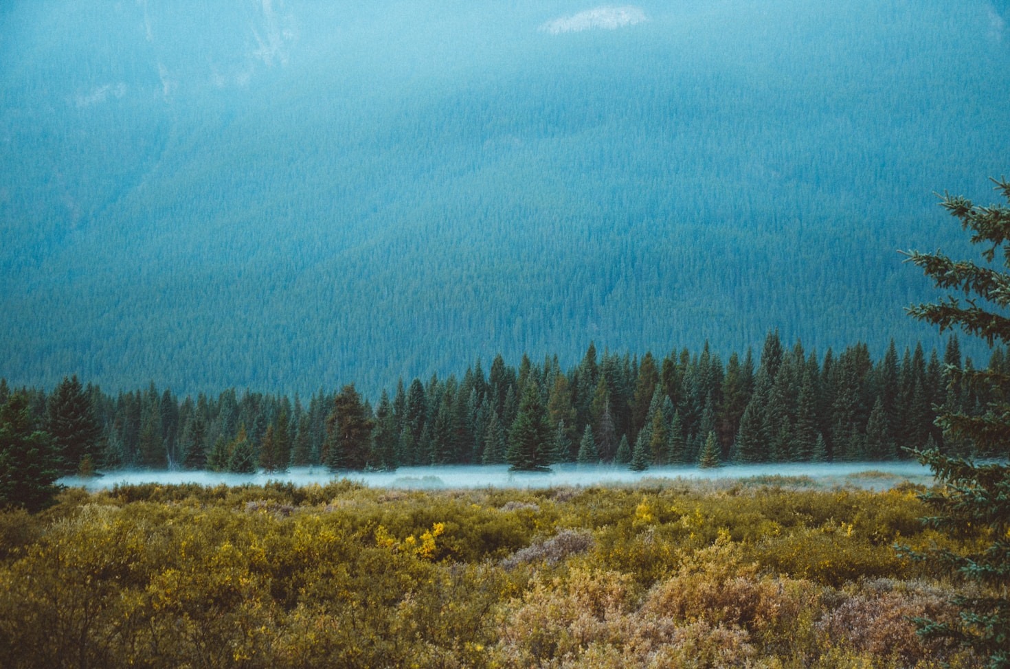 How Climate Change Reshapes Forest Ecosystems