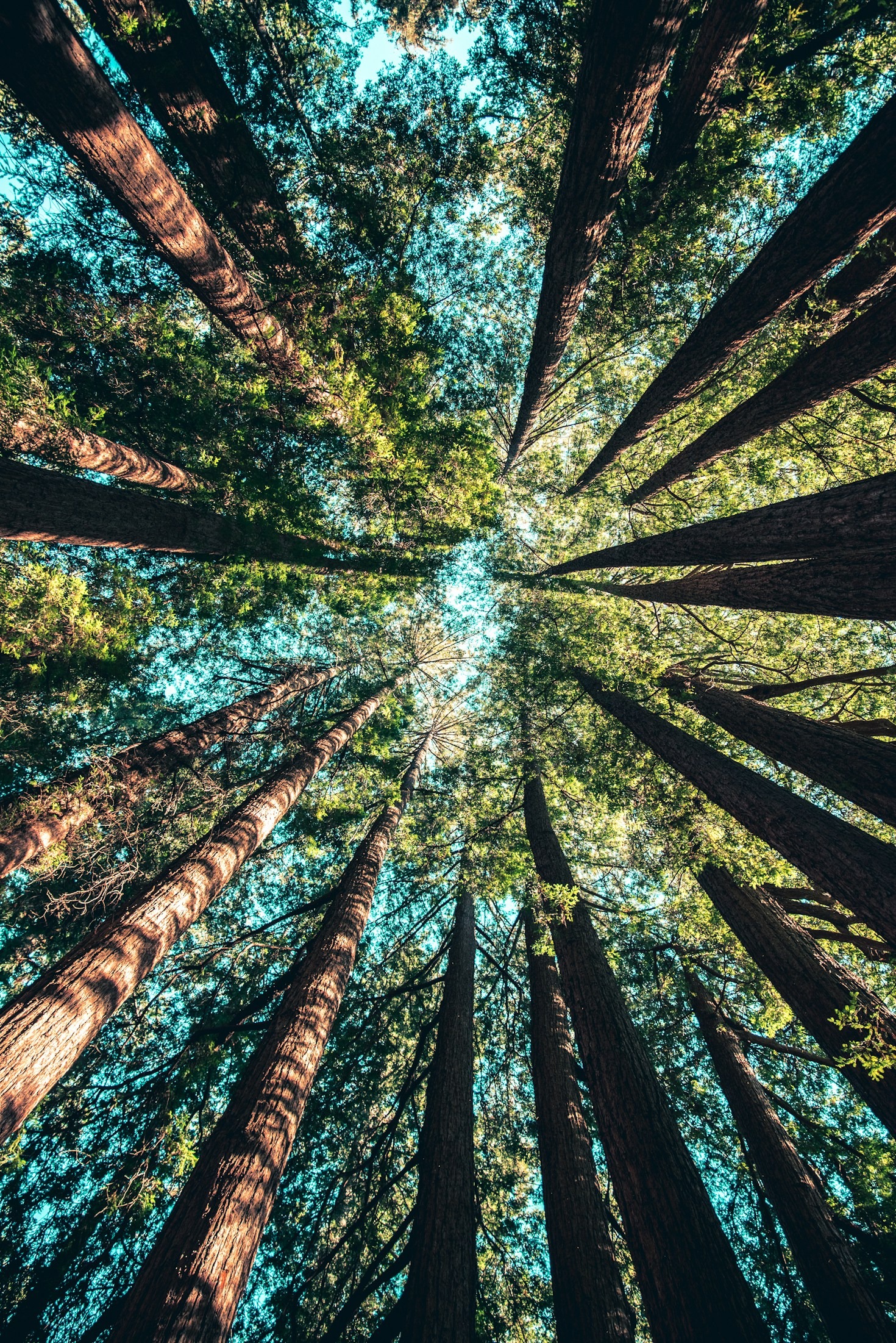 The Science Behind Forests and Carbon Sequestration