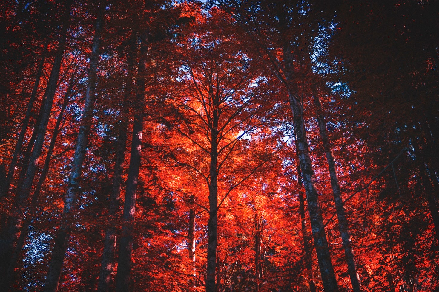 What Is the Future of Forests Under Global Warming?