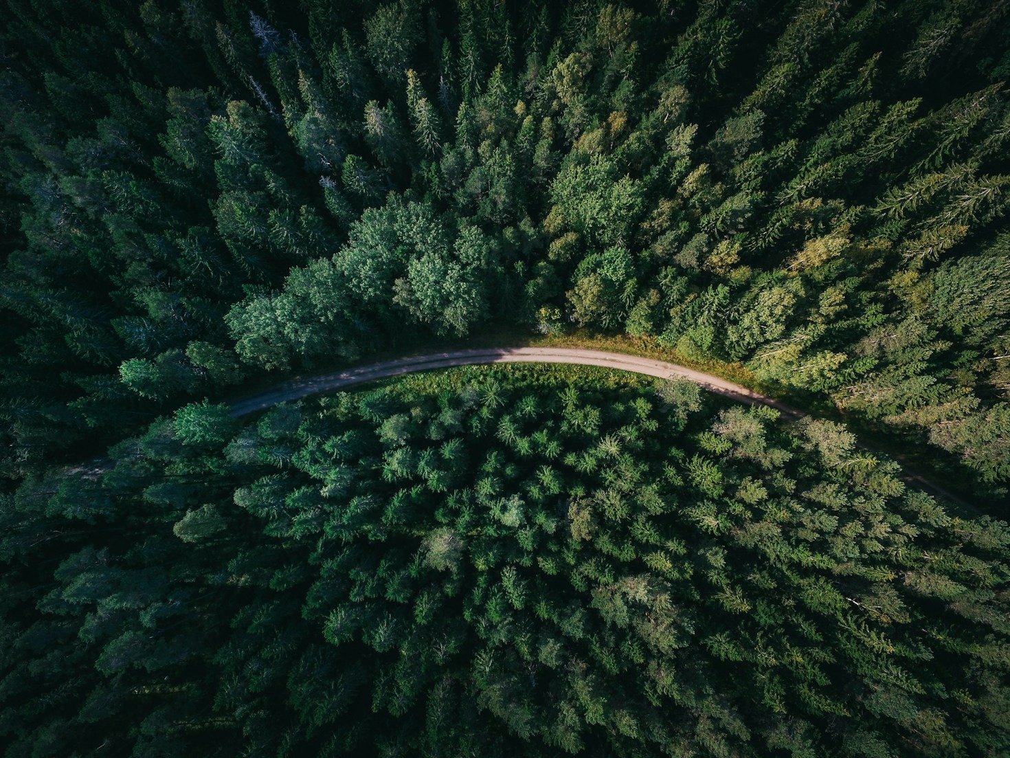 Forests as Key Players in Climate Solutions