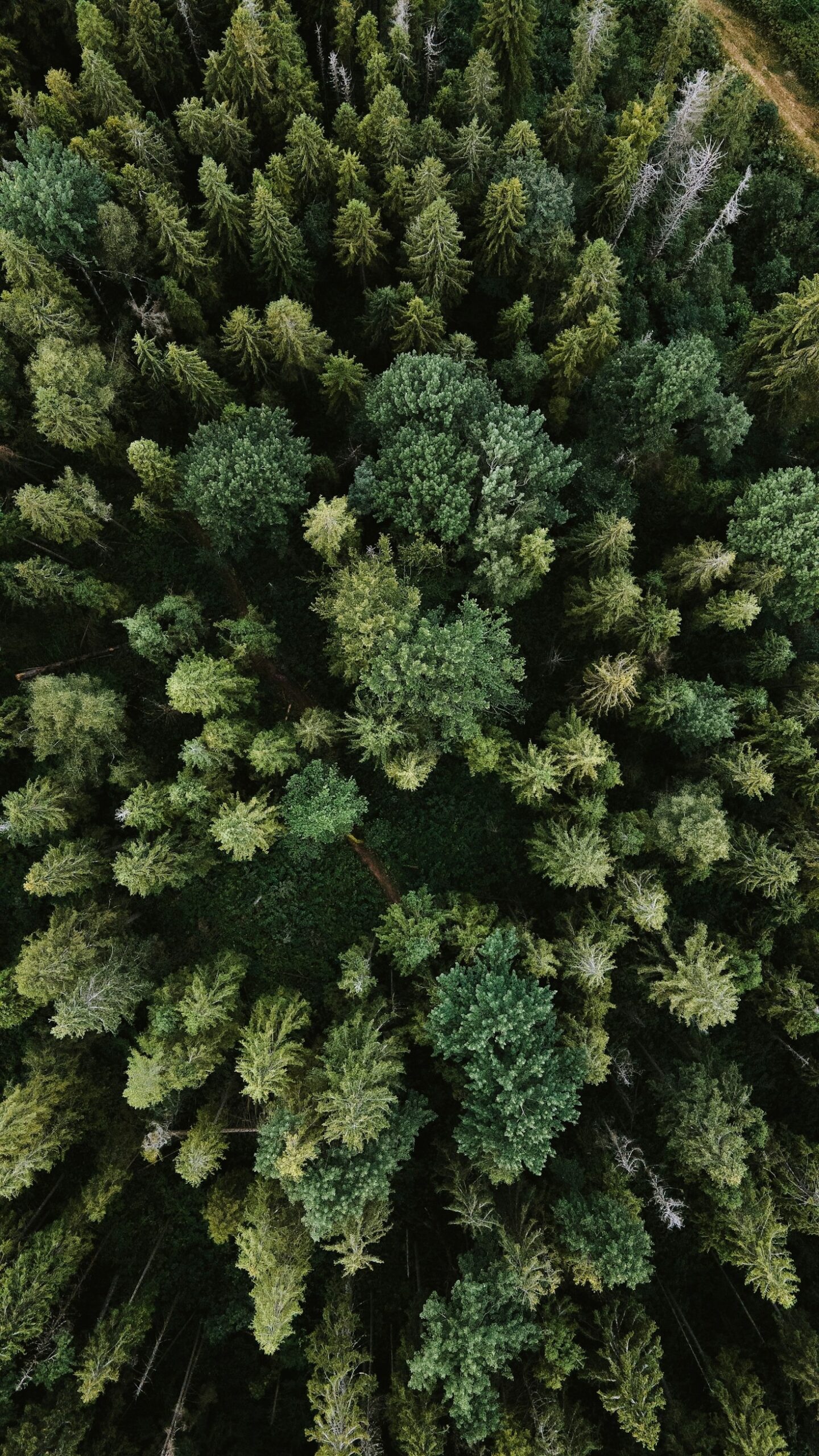 Adapting Forestry Practices for Environmental Sustainability
