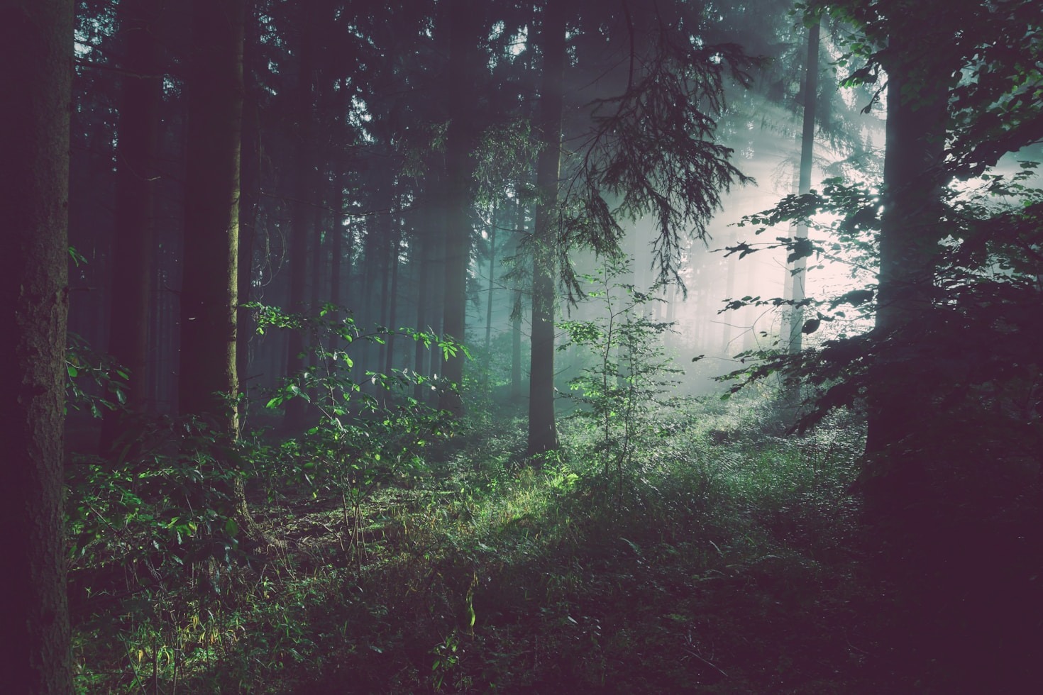 Biodiversity at Risk: Forests and Climate Shifts